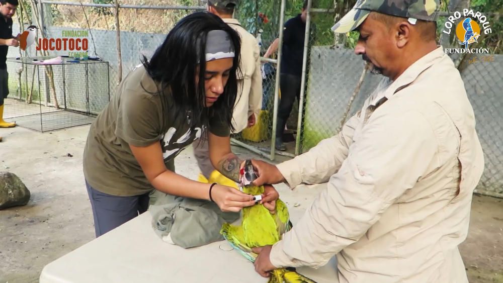 Loro Parque libera seis guacamayos en Ecuador