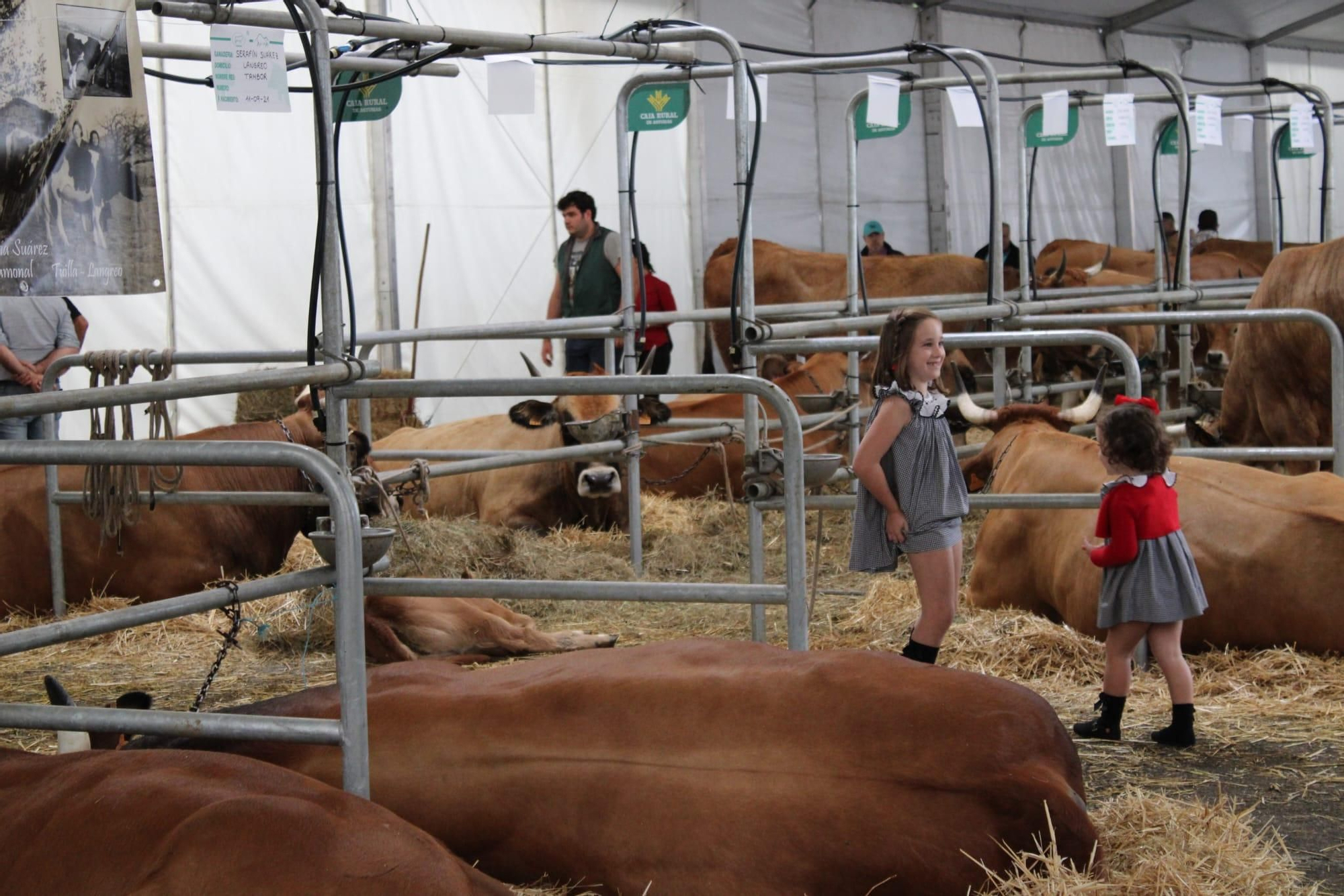 Así es Llangréu Nautral, la feria de las razas autóctonas asturianas que se celebra en pleno centro de Langreo