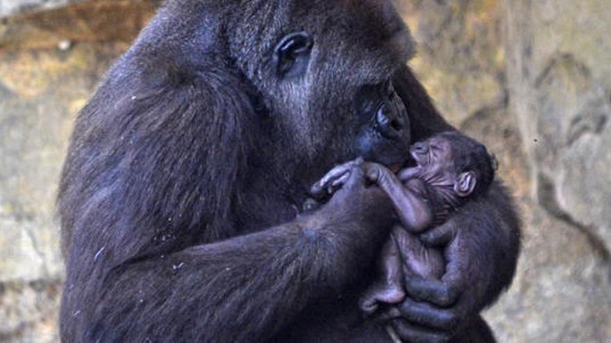 El &#039;baby boom&#039; más salvaje de la ciudad