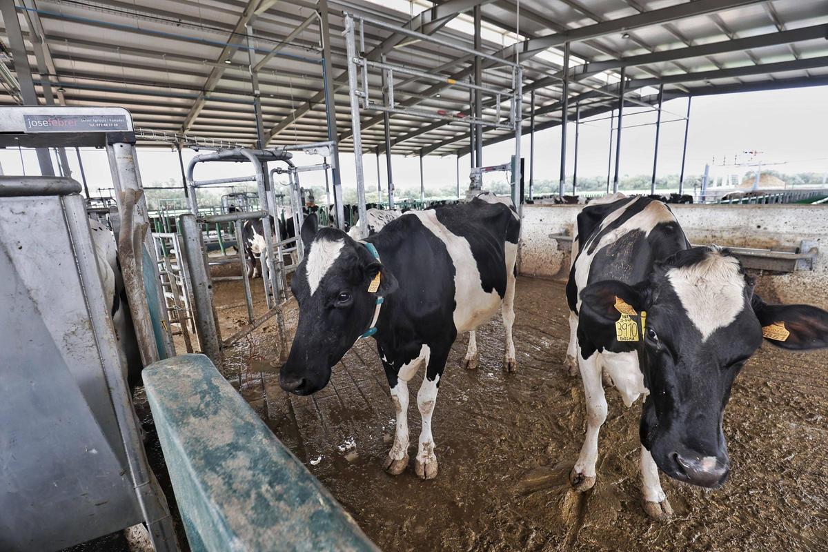 Vacas en la explotación de Son Carbó de Campos.