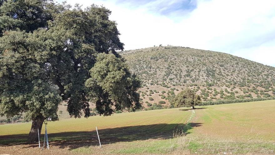 Campaña para repoblar de encinas las zonas degradadas de la Sierrezuela y Sierra de Aras