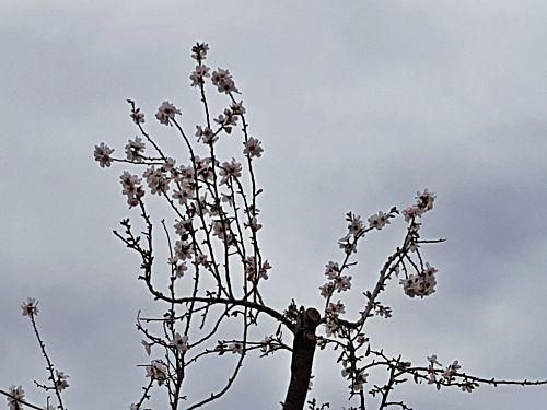 So schön blüht die Mandelblüte