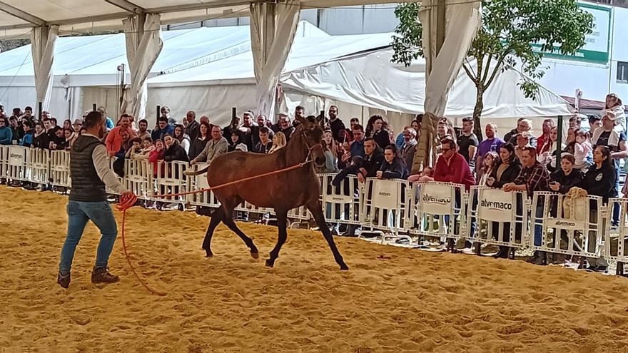 La Feria del Caballo de Belmonte de Miranda da el salto a la liga nacional: aglutina por primera vez a ganado de otras comunidades