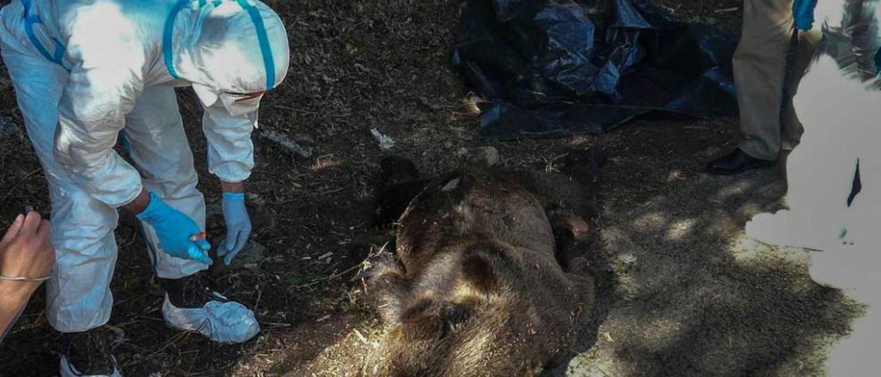 El veterinario Ramón Balsera, inspeccionando el cadáver del oso de Moal, en la cuneta en la que apareció el viernes.