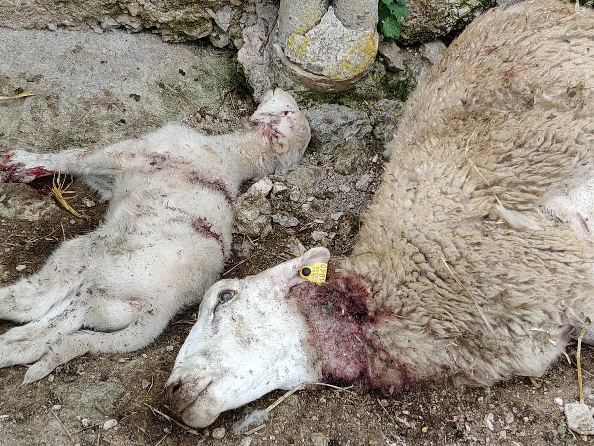 Ovejas muertas por el ataque de unos perros en Manacor.