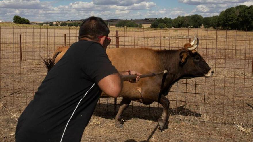 VÍDEO | Así inyectan la medicina a las vacas afectadas por la Enfermedad Hemorrágica Epizoótica en Zamora
