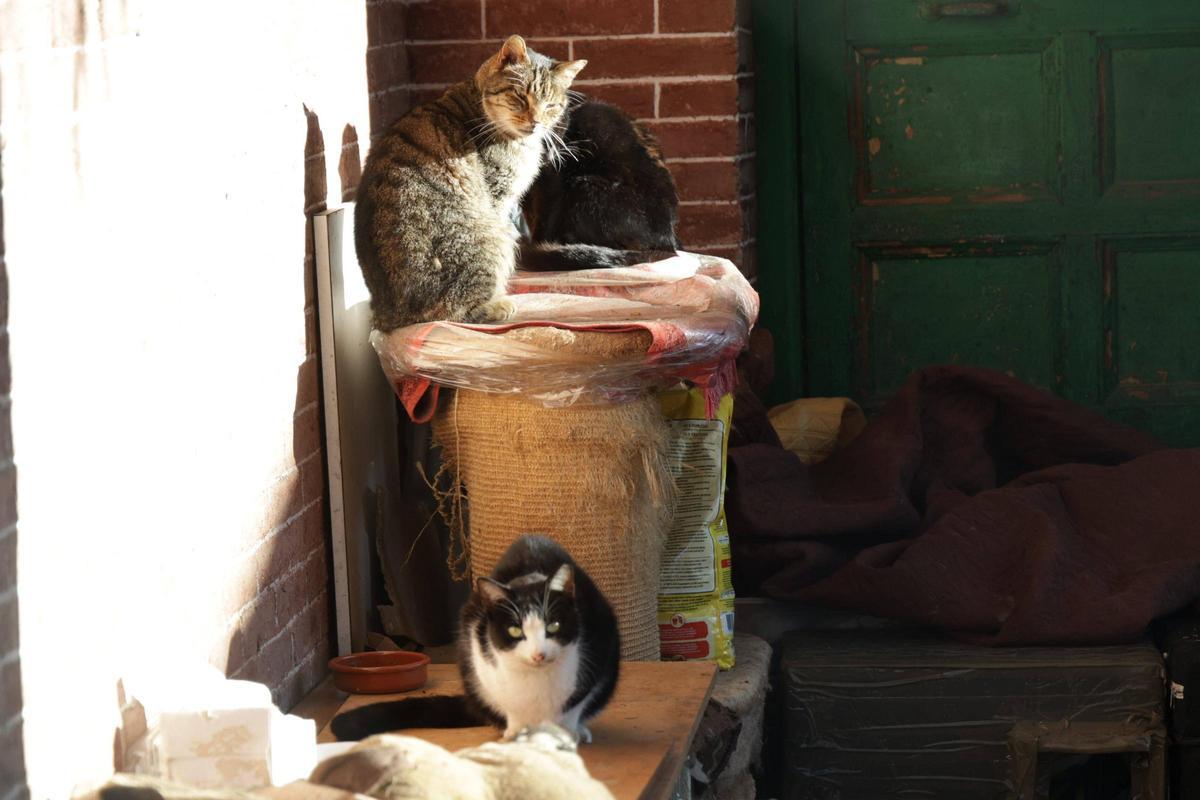 Una colonia felina en Cáceres