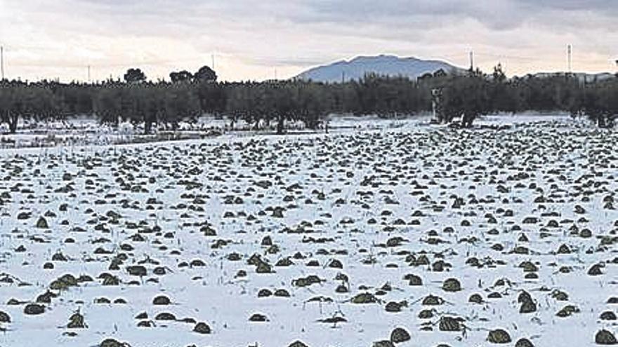 Dan casi por perdida la cosecha de sandía arrasada por el granizo en Lorca