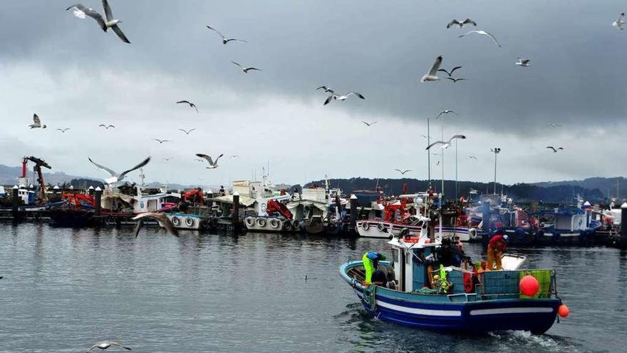 Un cerquero sale de un puerto gallego para iniciar una jornada de pesca.