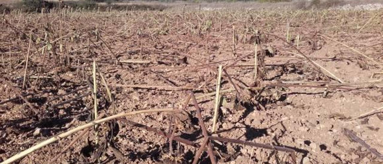 Los jabalíes destrozan 140 hectáreas de girasoles en la Sierra de Mariola