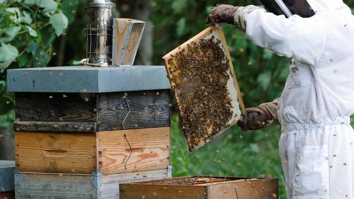 Un apicultor cuidando de sus abejas.