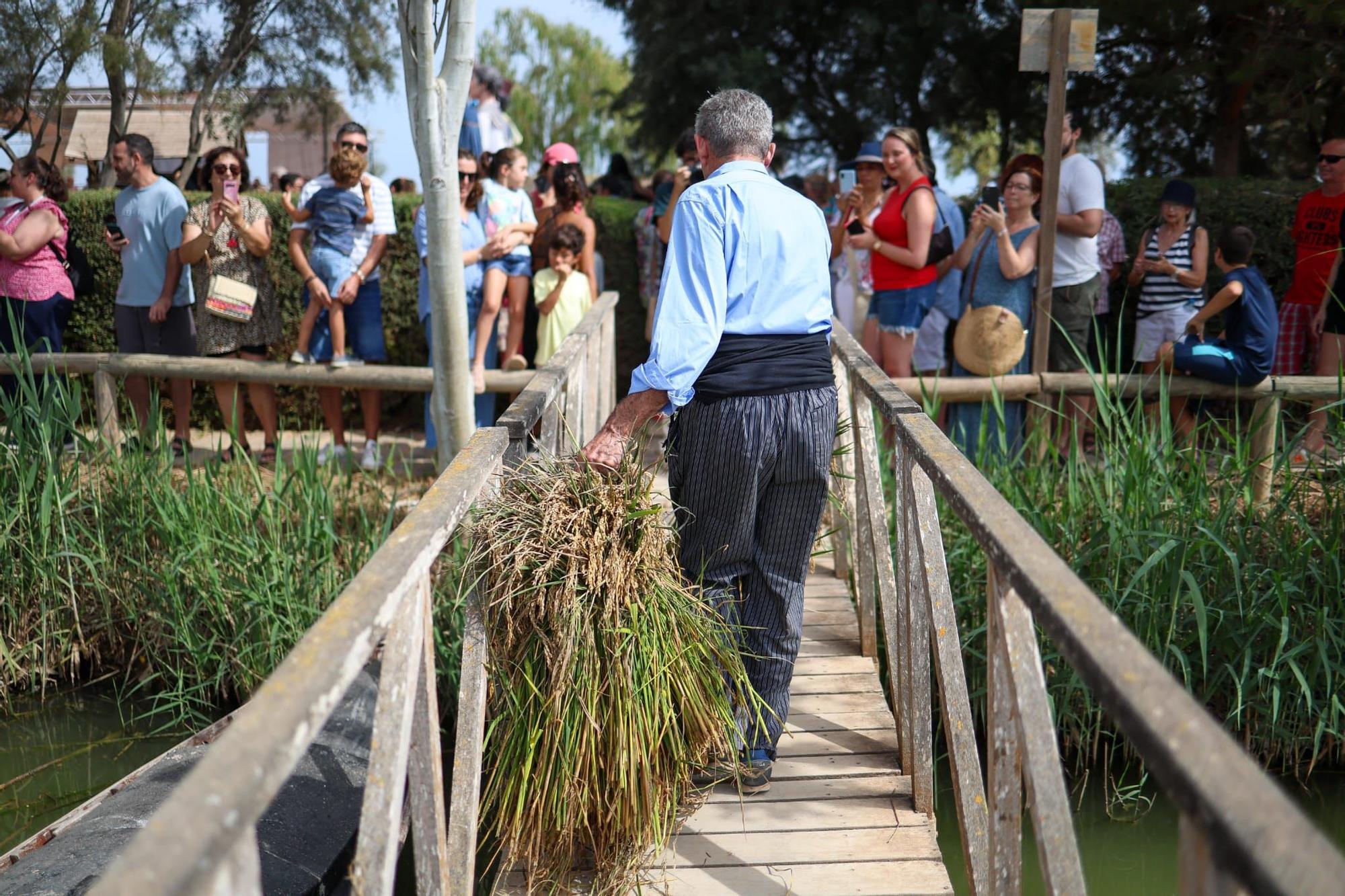 El puerto de Catarroja reúne a 5.000 personas en la Fiesta de la siega del arroz