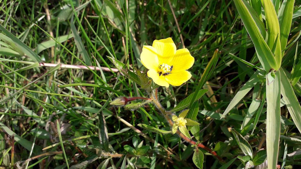 Otra de las especies existentes de Ludwigia