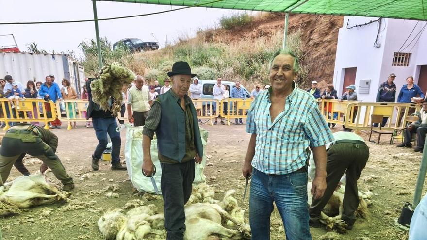 Las ovejas de Caideros de Gáldar pasan por una sesión de peluquería tras el lluvioso invierno