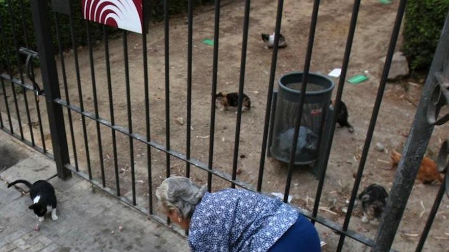 Una señora da de comer a varios gatos callejeros.