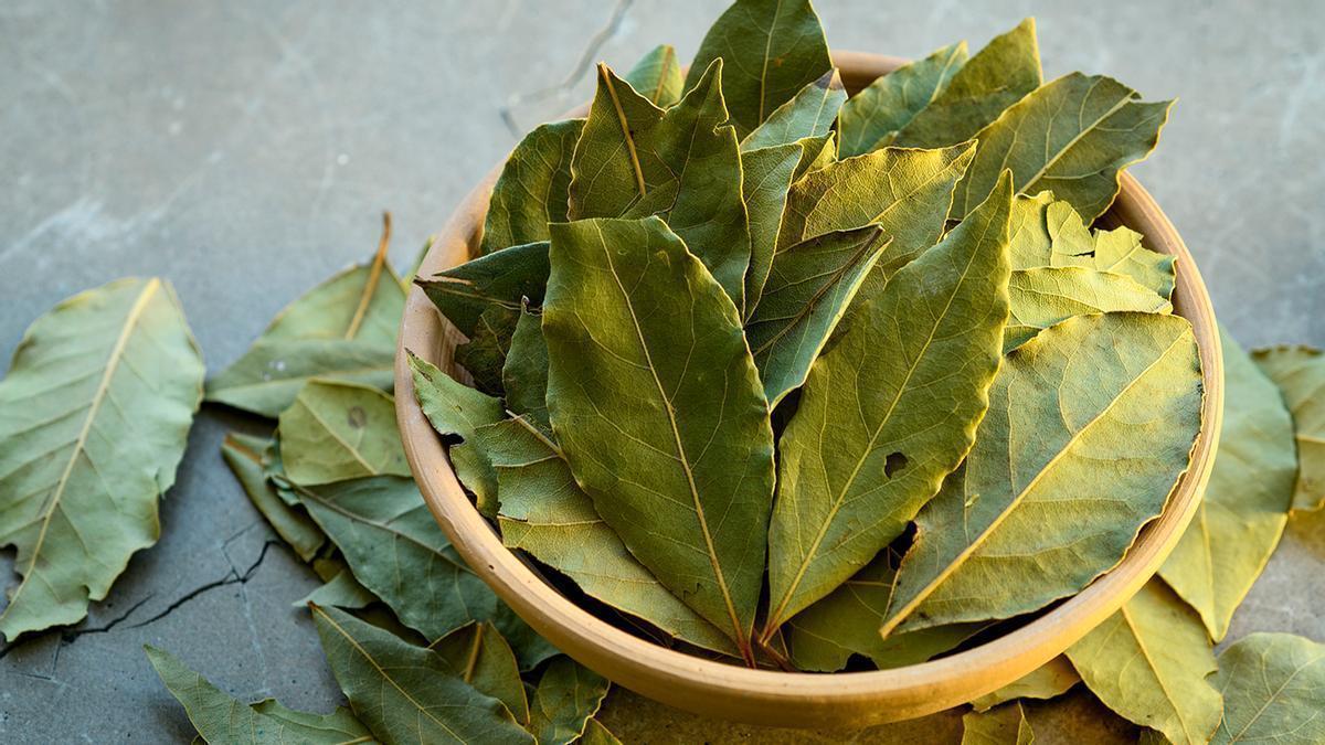 Hojas de laurel para el aspirador.