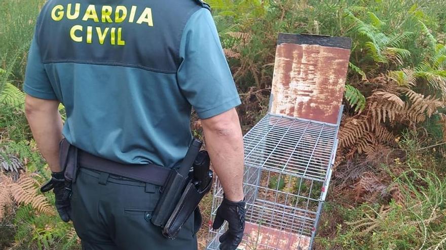 La Guardia Civil de Cangas halla en montes de Vilaboa un sistema de caza prohibido