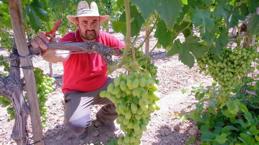 El Valle de Vinalopó distribuye 2 millones de kilos de uva para recibir 2019