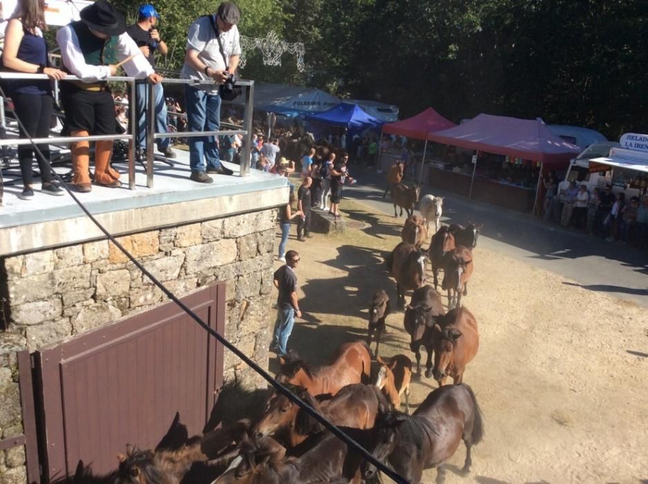 Más de quince "aloitadores" raparon a cerca de 200 caballos en el primer curro de Sabucedo