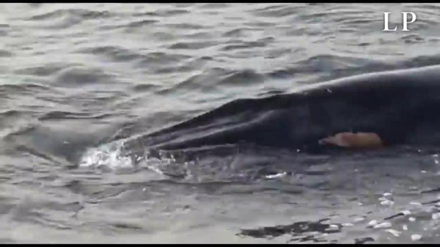 Una ballena muerta aparece varada en la costa de Tuineje