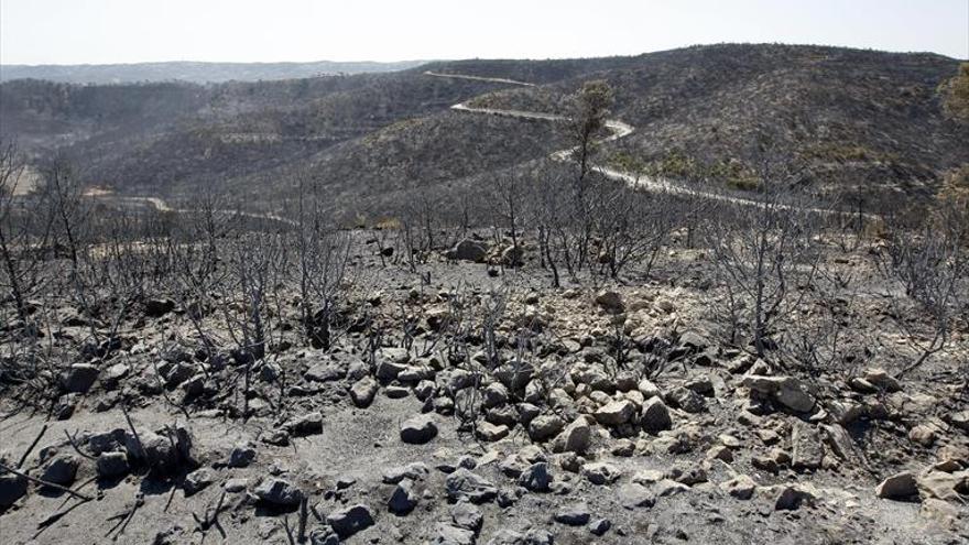 Una andada recorrerá el pinar quemado en julio del 2009