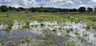 Estanys d’Empordà ambiciona recuperar 450 hectàrees  humides