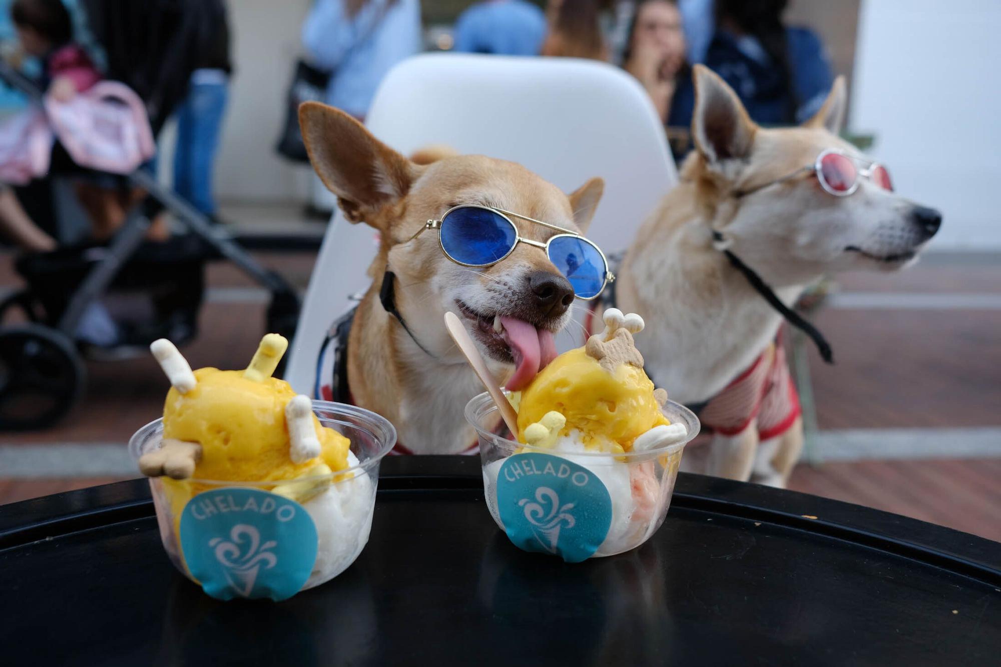 Una heladería de la Cícer vende entre sus productos helados aptos para perros