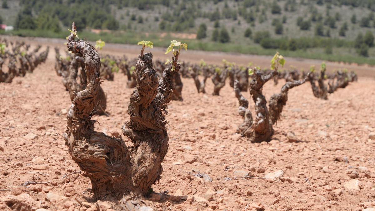 Fecoam trabajará en la resiliencia y recuperación genética en viñedos de Monastrell en la Región.