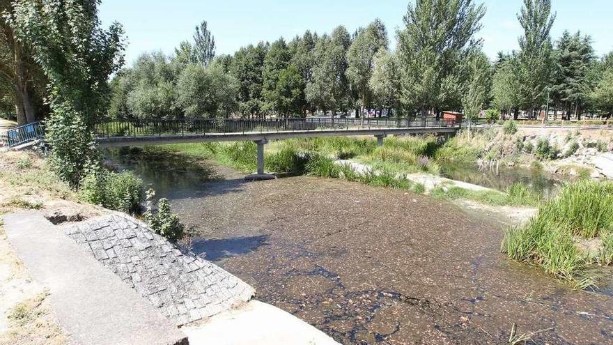 El río Limia, con un caudal mínimo, a su paso por el concello de Xinzo.