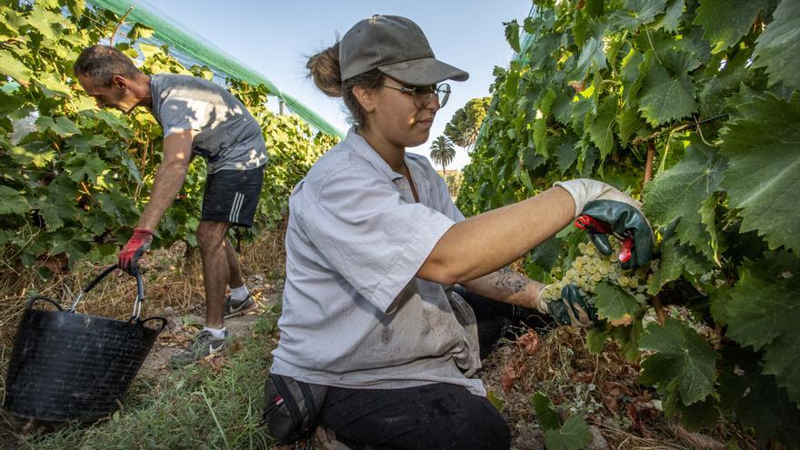 La campaña más precoz del vino alicantino dejará 1,4 millones de litros menos de producción