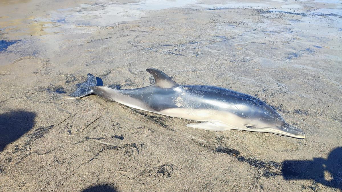 El delfin muerto en Salinas
