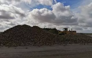 Potenciar la siembra de remolacha, objetivo de la Azucarera de Toro