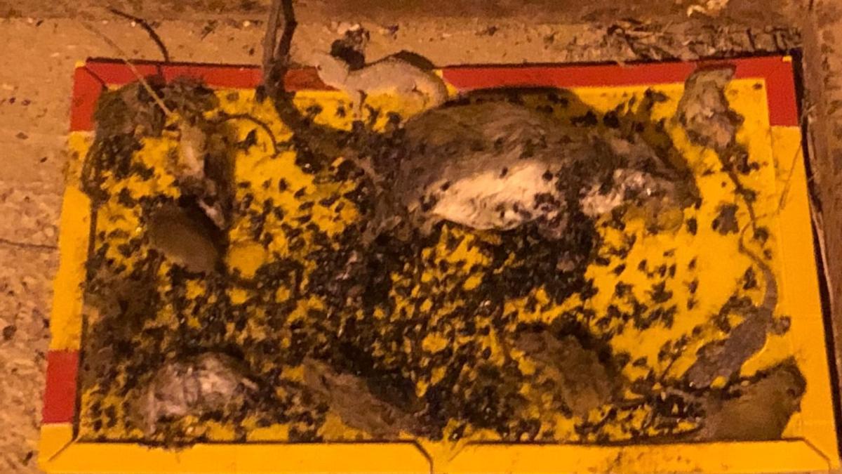 AEGC denuncia una plaga de ratas en las instalaciones de la Guardia ...