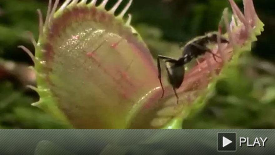 Así cazan las plantas carnívoras