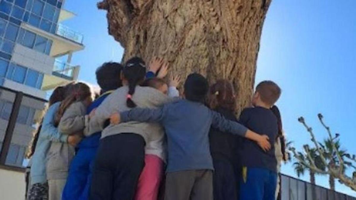 Recullen firmes per salvar l’arbre centenari de l’escola Narcís Monturiol de Roses.
