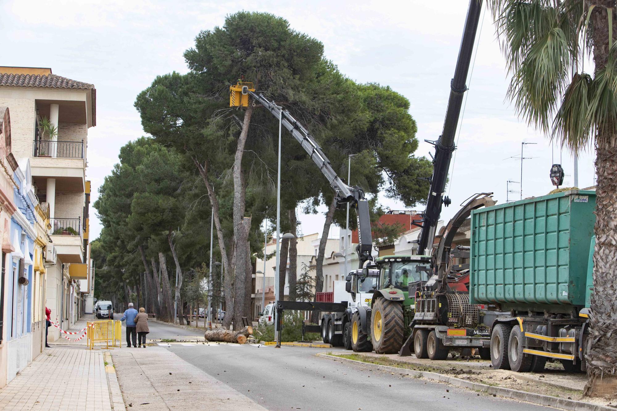 Empieza la tala de los pinos de la Gran Vía