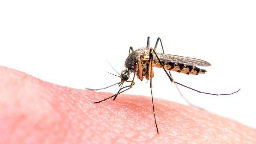 La malaria se transmite a través de los mosquitos.