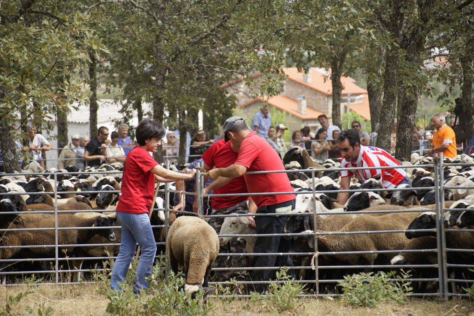 San Vitero y la exaltación del pastor