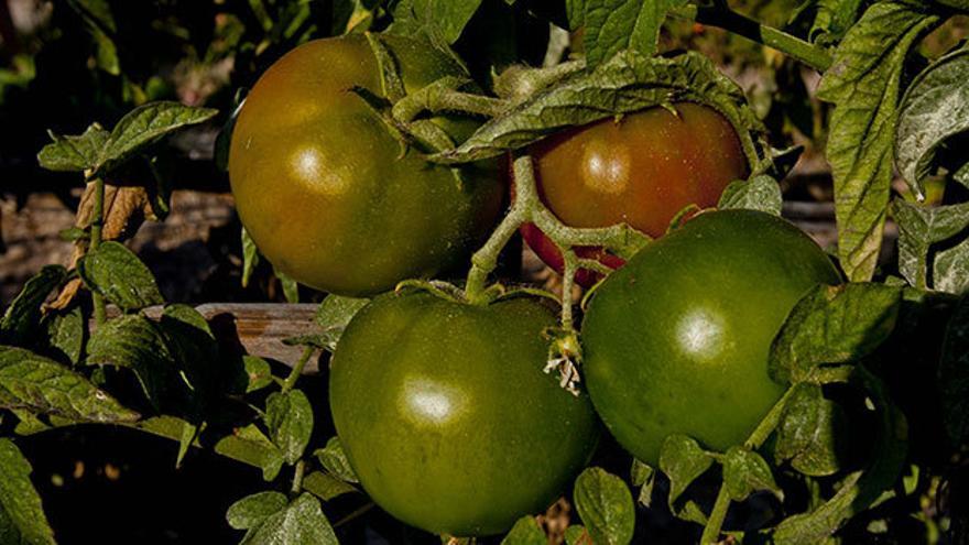 Variedad de tomate «Muchamiel»