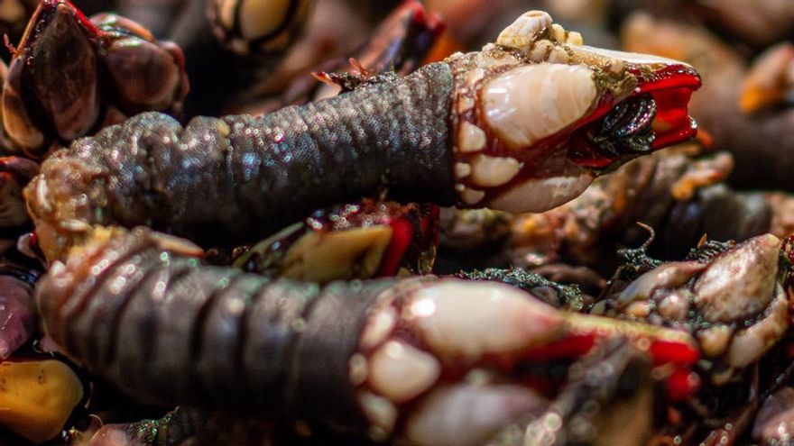 Percebes en Casa Ataulfo