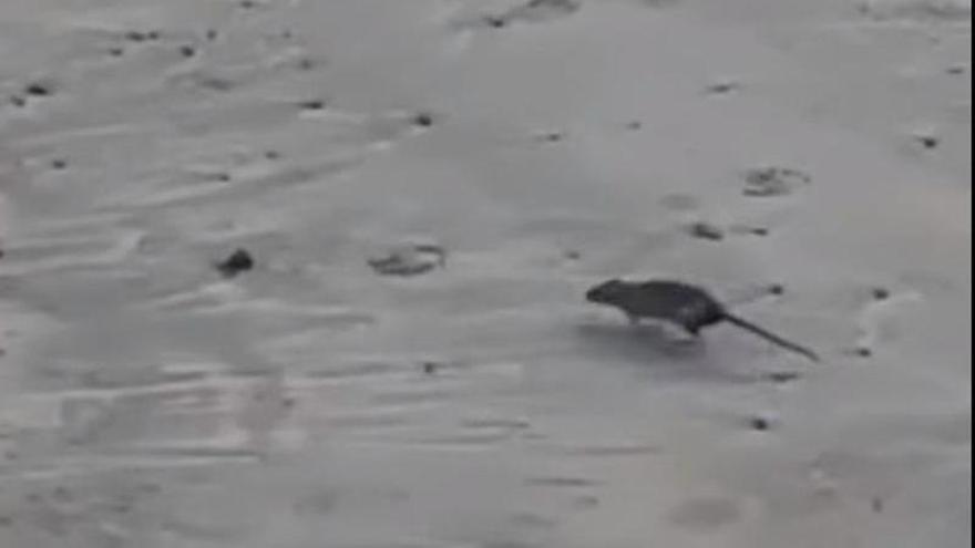 Una rata en la playa de Candás