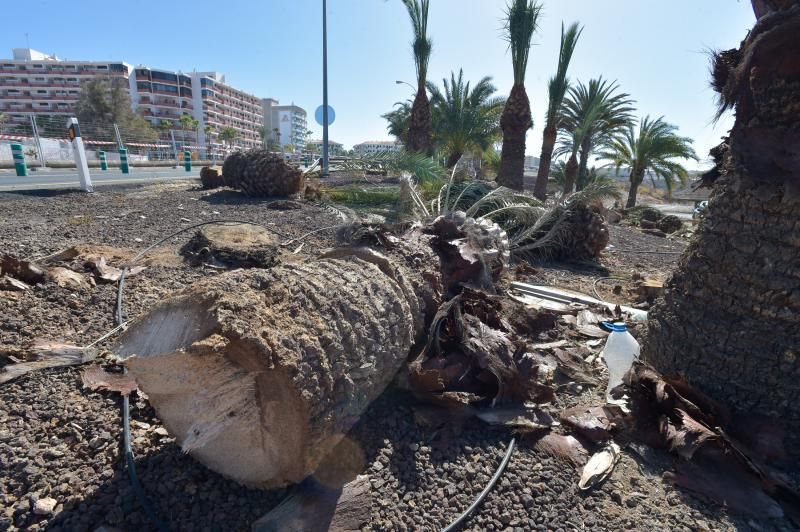 16-08-2018 LAS PALMAS DE GRAN CANARIA. Palmeras taladas en la obra de la rotonda de El Veril. Fotógrafo: ANDRES CRUZ  | 16/08/2018 | Fotógrafo: Andrés Cruz