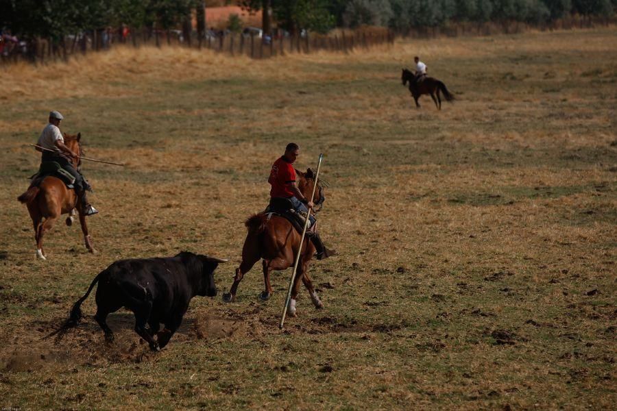 Fiestas en Zamora: Encierro en Venialbo