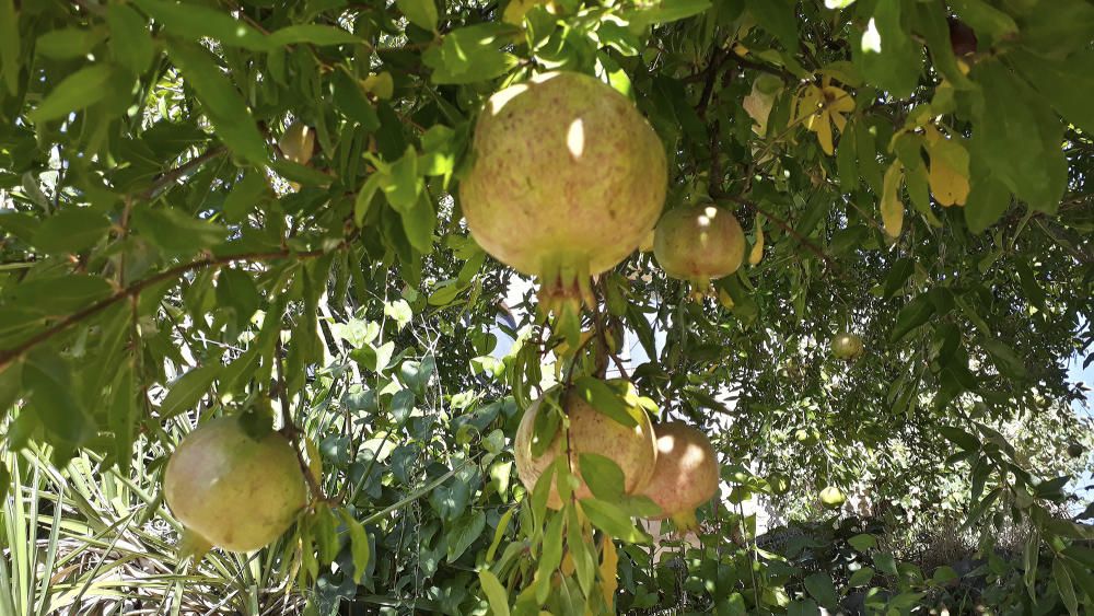 La magrana. Són els berbers els qui porten la magrana a Europa i, popularment, s’afirma que la ciutat de Granada deu el seu nom al fruit. Molts pobles han vist la magrana com un símbol d’amor, fertilitat i prosperitat.