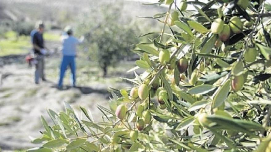 Contra la epidemia de la aceituna