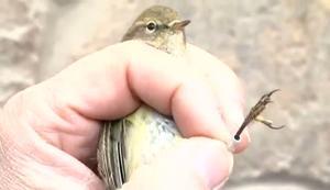 Anellament d’aus a Santa Coloma de Gramenet.
