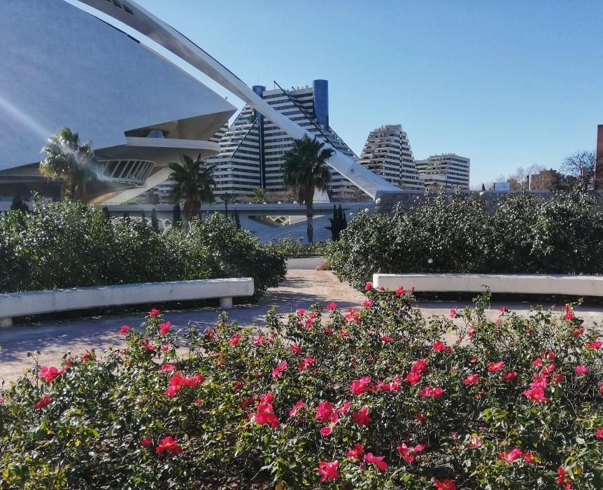 Rosaleda d4e la Ciudad de las Artes y las Ciencias de València, con la variedad "Castell d'Alaquàs".