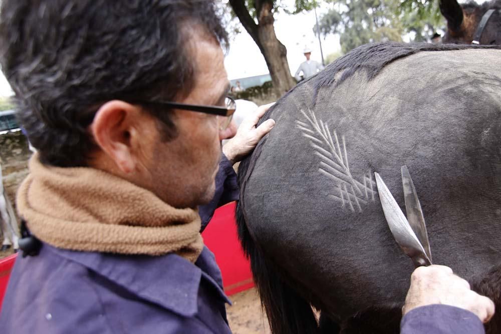 El caballo y su oficios en el Alcázar