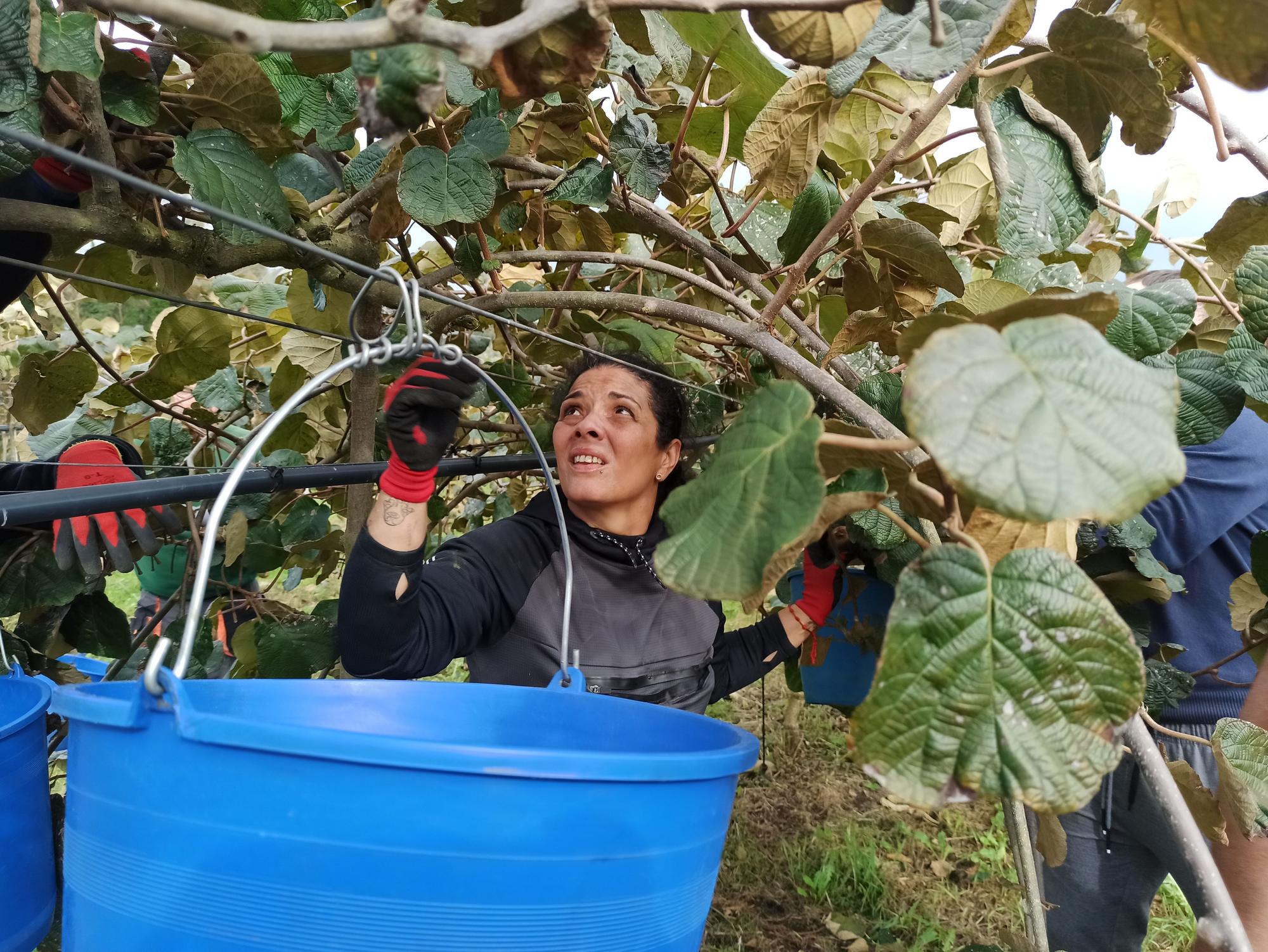 Así es la campaña de recogida del kiwi en Pravia