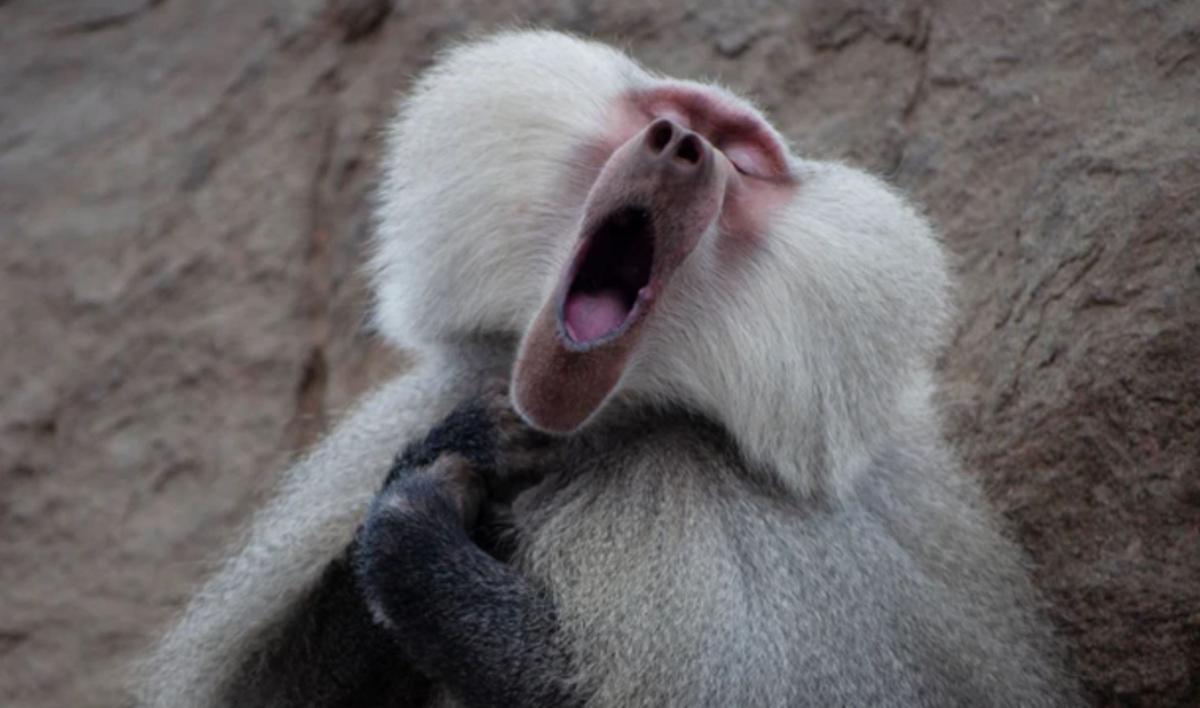 Las fotos de animales salvajes más divertidas del año